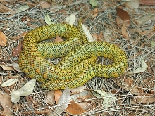 Yellow Phase Florida King