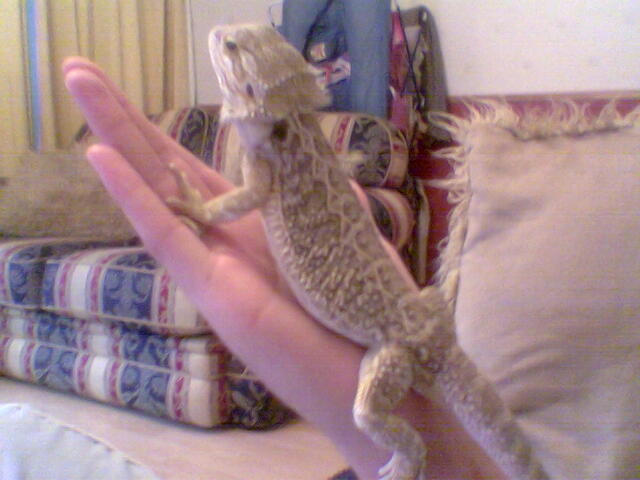 Binx Posing