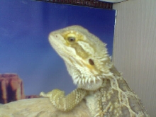 What u lookin at??
