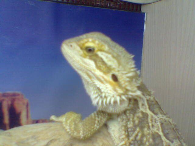 What u lookin at??