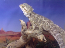 Binx at 11months