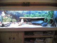 Beardie Viv