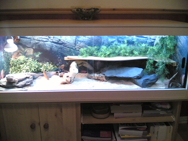 Beardie Viv