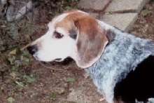 Deputy -  Dec. 2005