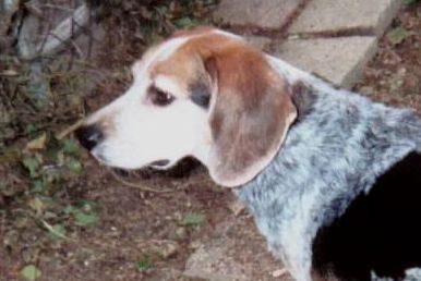 Deputy -  Dec. 2005