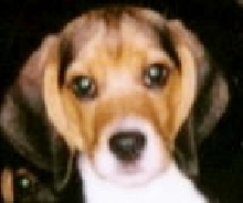 Friar Tuck Baby Pic