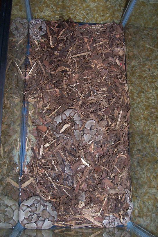 six copperheads