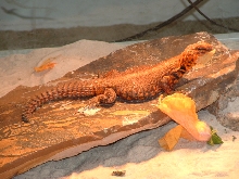 Red Niger Uromastix