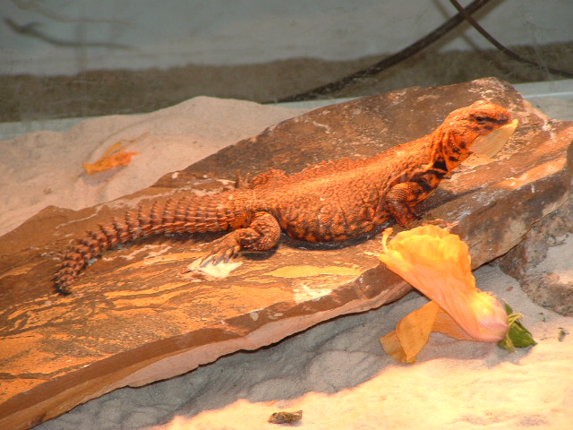 Red Niger Uromastix