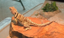 Female Collared