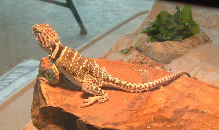 Female Collared