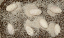 Collared Lizard Eggs
