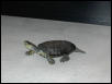 Unidentified turtle (3)