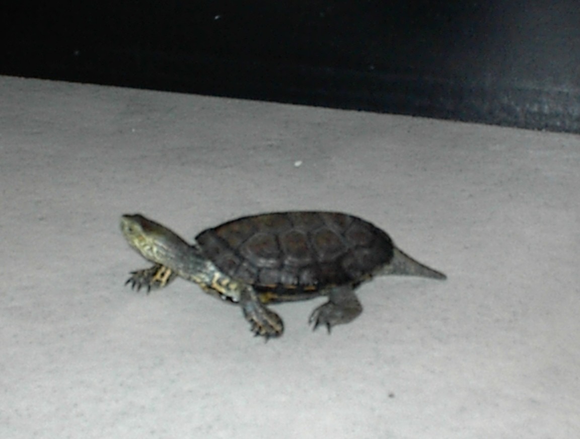 Unidentified turtle (3)
