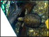 Unidentified turtle