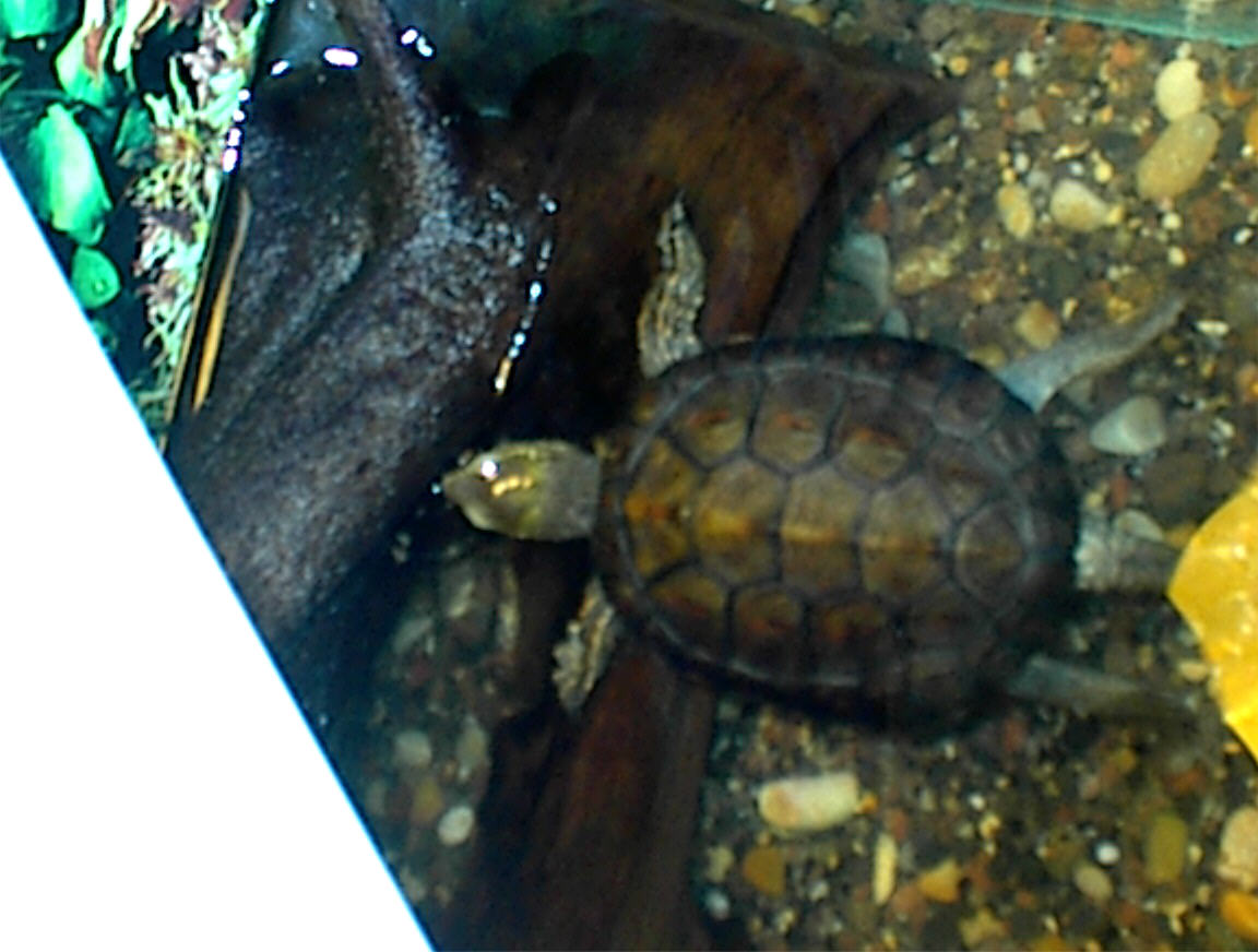 Unidentified turtle