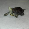 Unidentified turtle (2)
