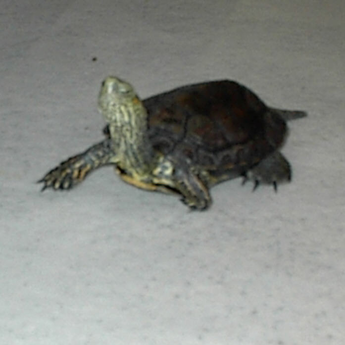 Unidentified turtle (2)
