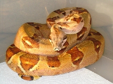hypo male