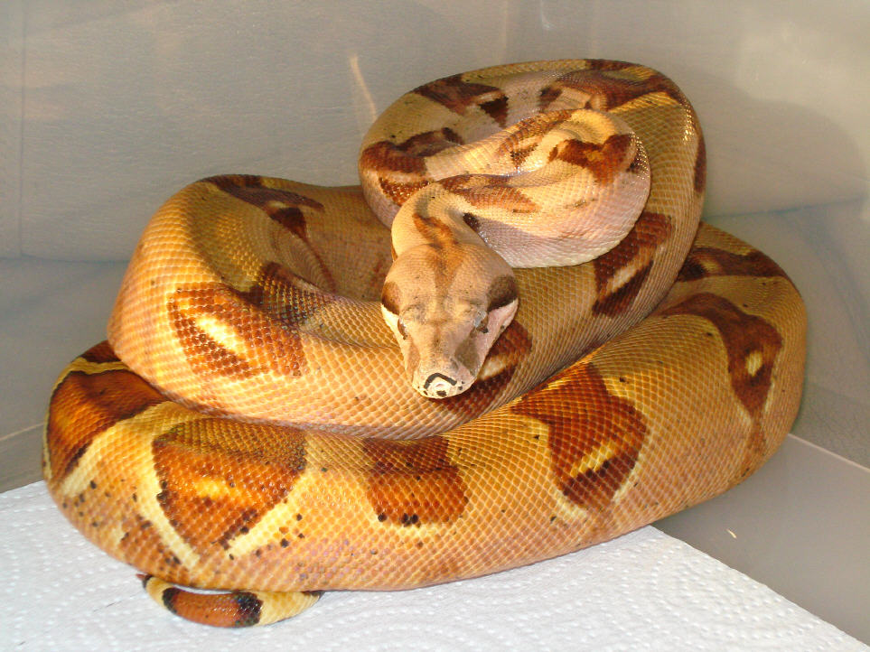 hypo male