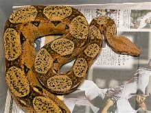 pastel het albino female