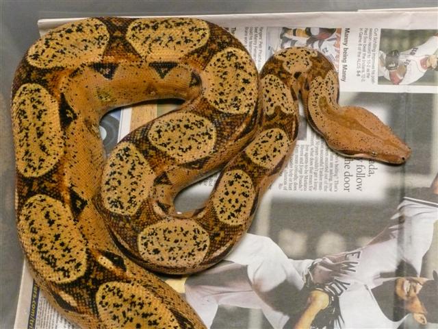 pastel het albino female
