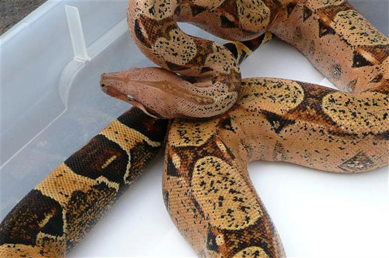 pastel dream het albino