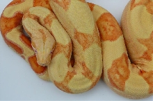 06 sunglow male