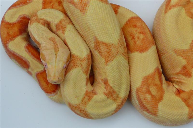 06 sunglow male