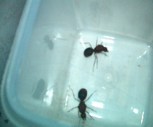 Unknown Ant pic 1