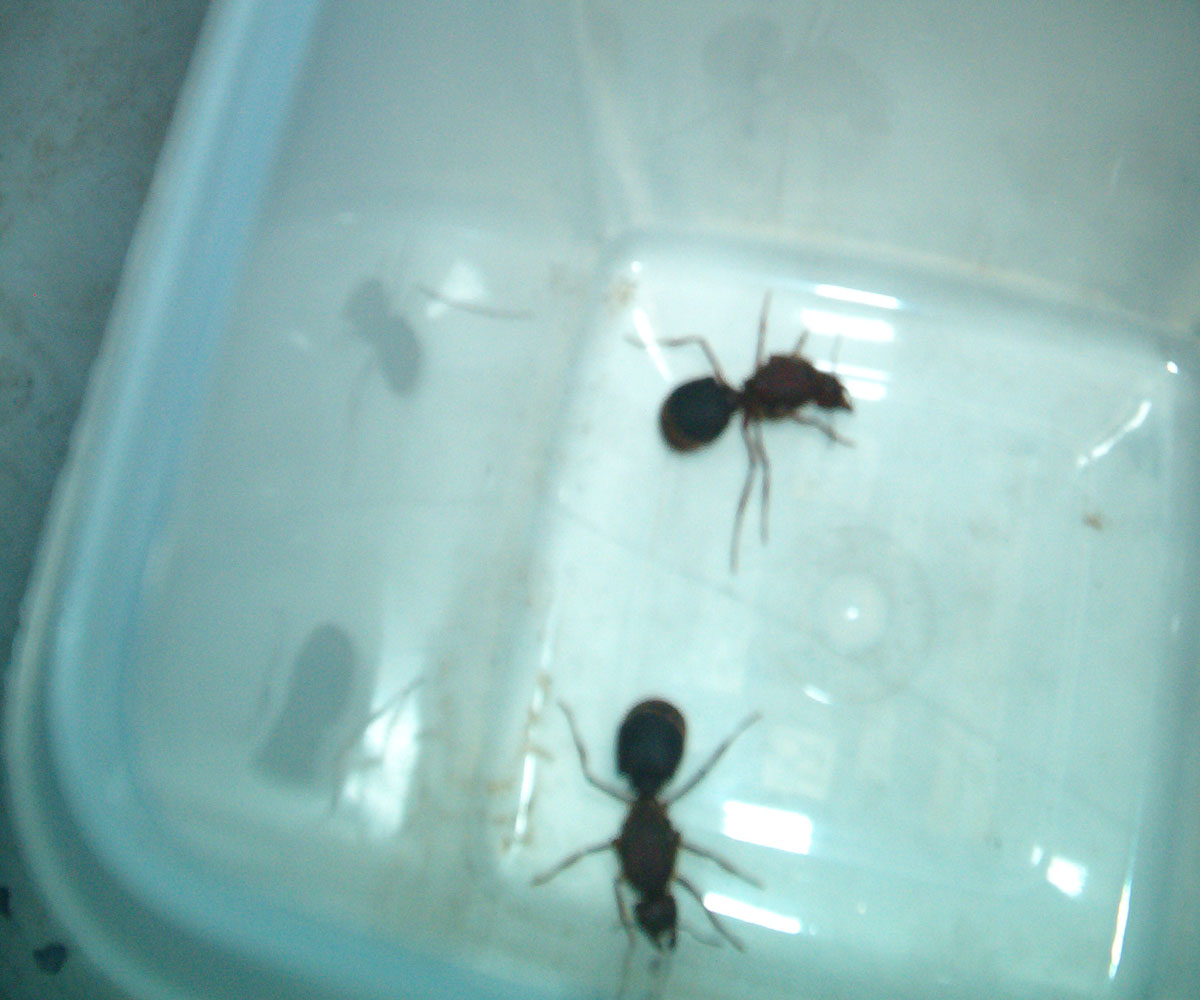 Unknown Ant pic 1