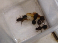 Unknown Ant pic 2