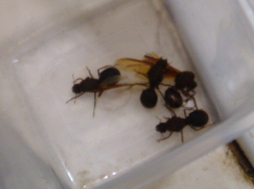 Unknown Ant pic 2