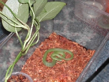 P. Aestivus