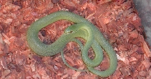 Philodryas Cage
