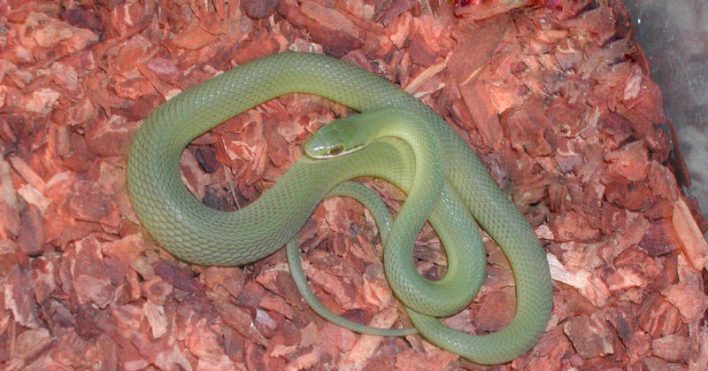 Philodryas Cage