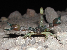 Mafia Scorpion