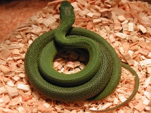 Philodryas Aestivus