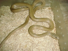 P. matto