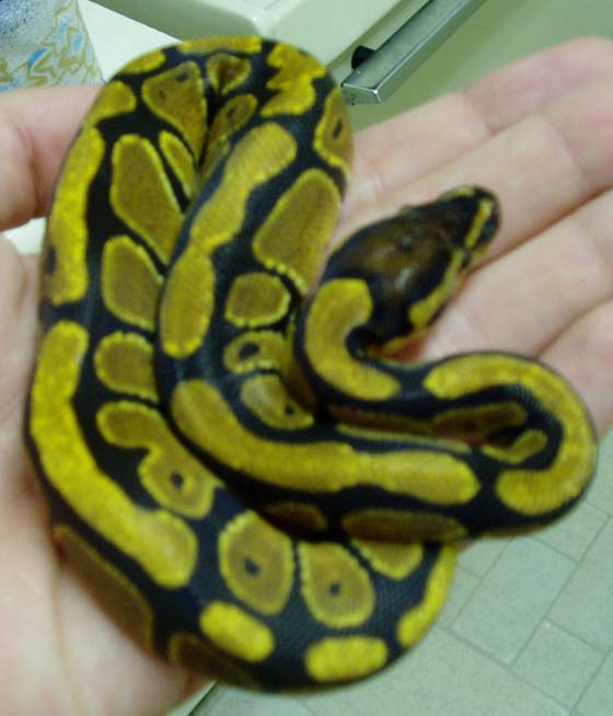 Weird Yellow Ball?