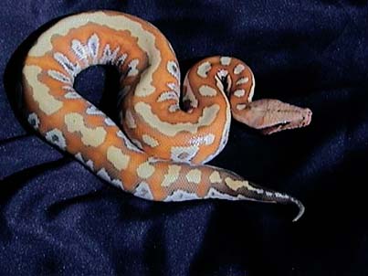 Female Albino Blood Python