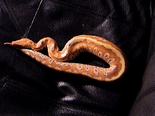 Female Albino Blood Python 1