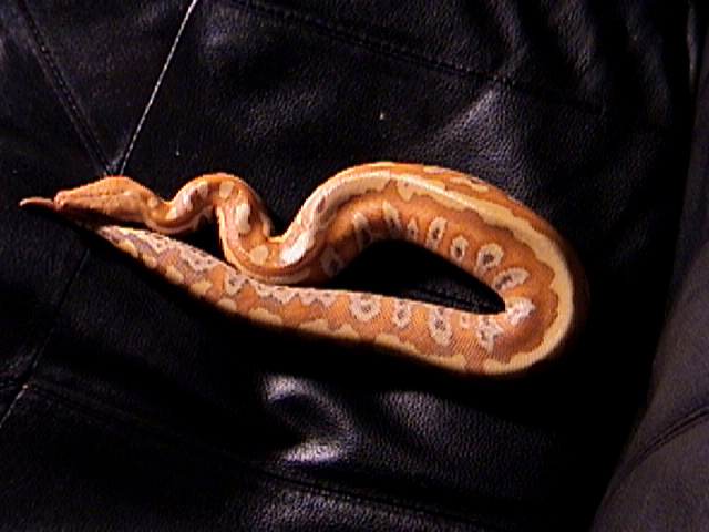 Female Albino Blood Python 1