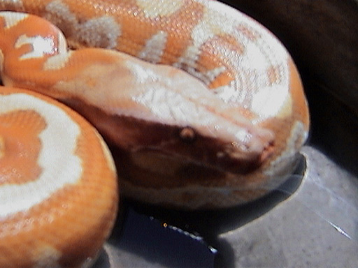 Female T 