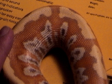 Female Albino Blood Python 2