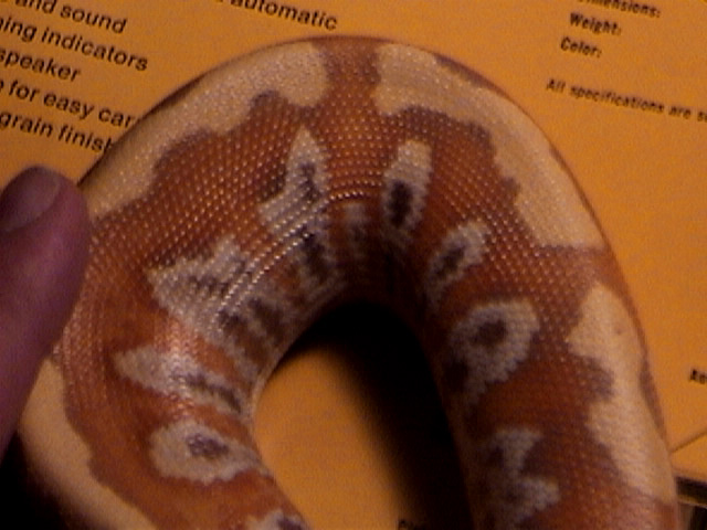 Female Albino Blood Python 2