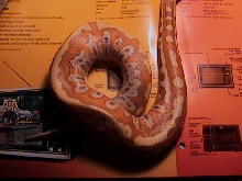 Female Albino Blood Python 3