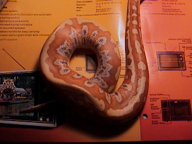 Female Albino Blood Python 3