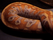 Female Albino Blood Python 4