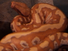 Female Albino Blood Python 5